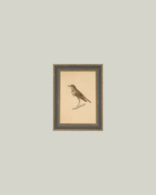 Bird Framed Antique Art: 4x6