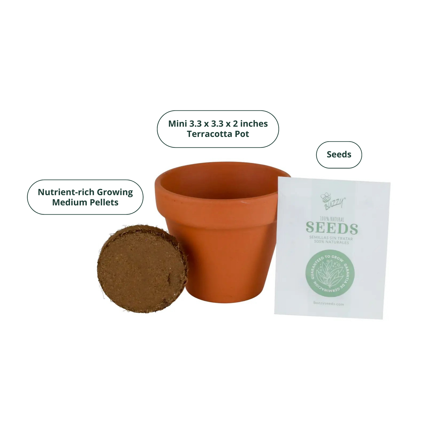 Classic 3.3 in. Terracotta Daisy Grow Kit – Indoor Gift