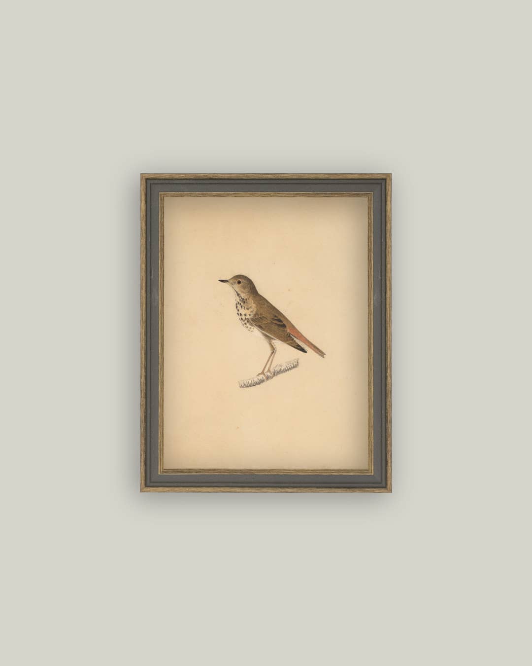 Bird Framed Antique Art: 4x6