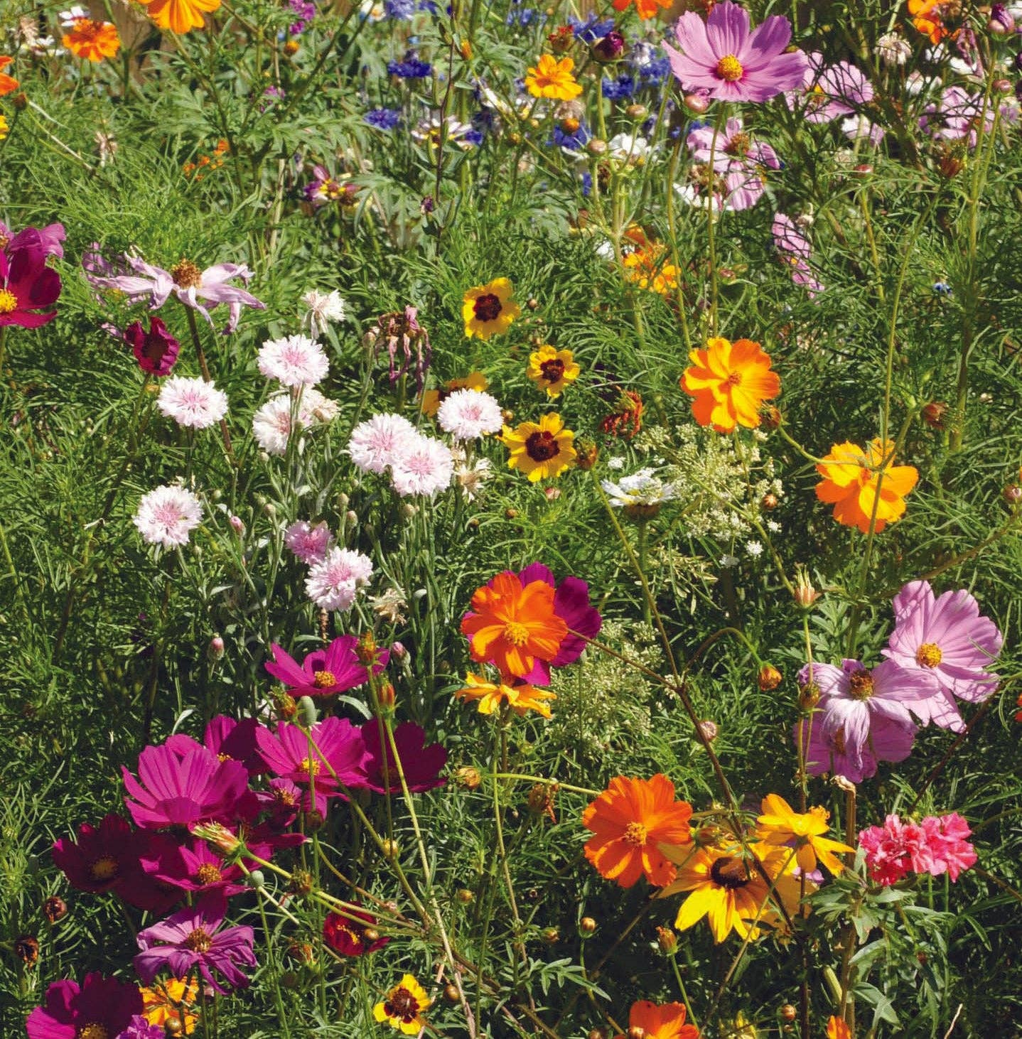 All You Do Be Done In Love - Wildflower Mix Seed Packets