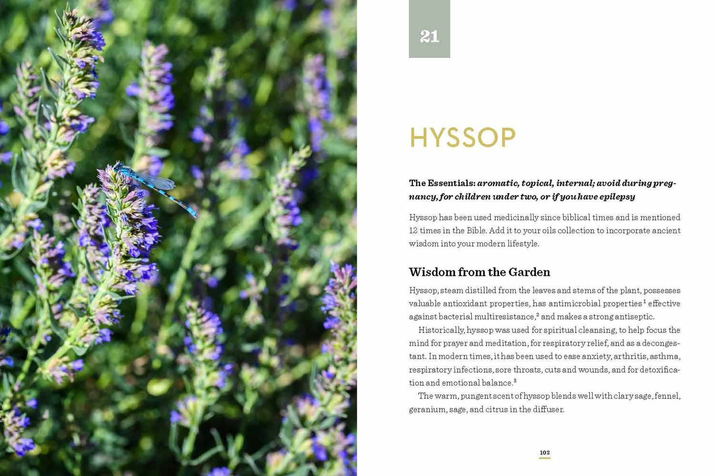 It All Began in a Garden: Hardcover